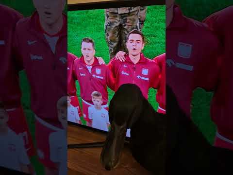 Kaczor is a real fan 🇵🇱🦆❤️ #funnyanimals #funnyanimals #duck #duck #animals