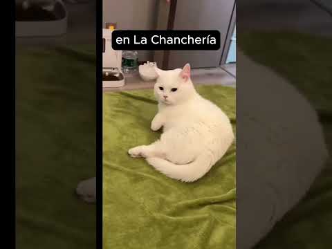 #calidadencadacorte #carne #saborcriollo #villacurabrochero #gastronomia #cocinaconsabor