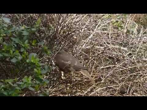 A Sparrowhawk raids the Hawthorn #2