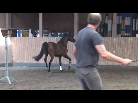 Nightlight H 3j  v  Nightfire-  Levisto- Patrol ox