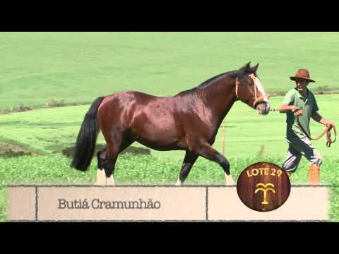 Butiá Cramunhão [Remate Vaquero 2013]