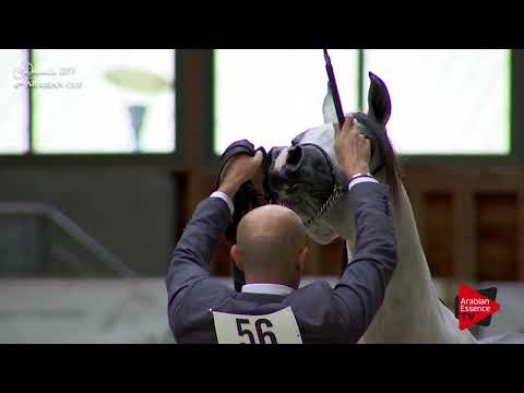 N.56 SAIF ALBIDAYER - Deauville 2017 - Yearling Colts (Class 6A)
