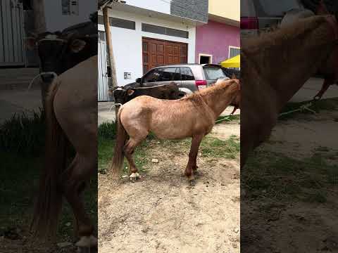 Celendin Cajamarca Perú #arribalaganaderiaperuana