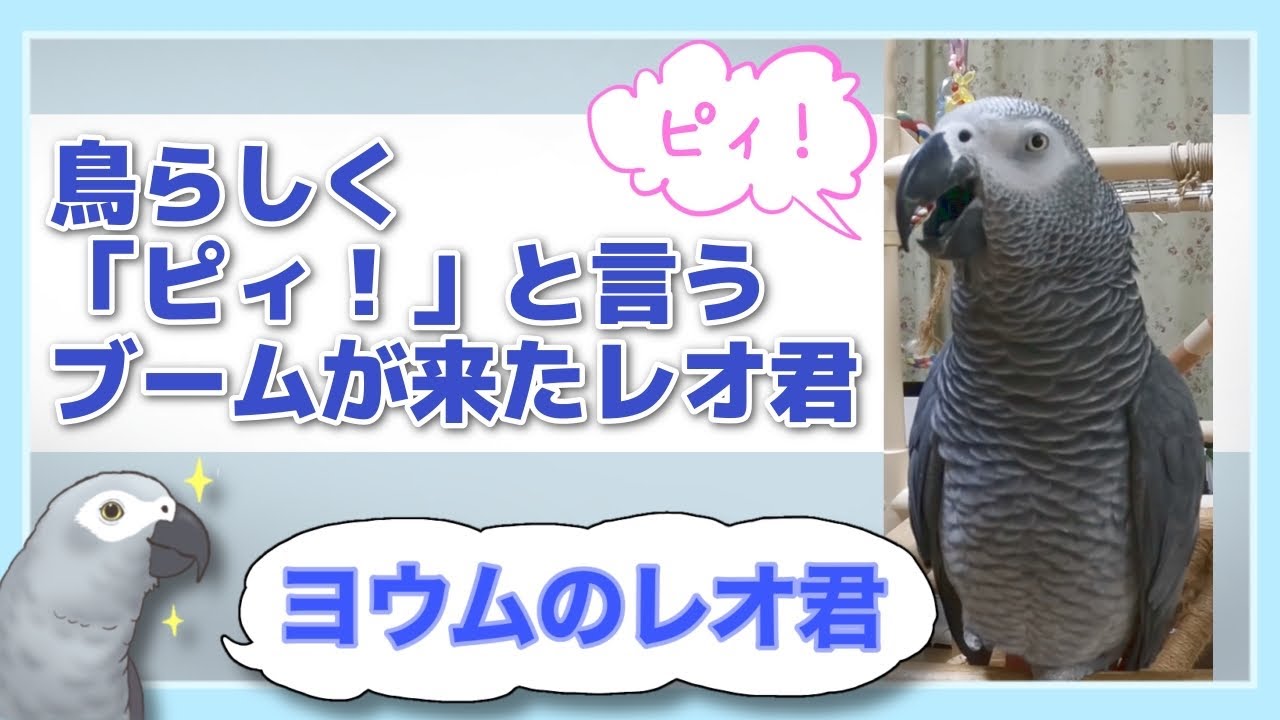 【ヨウムのレオ君】鳥らしく「ピィ！」と言うブームが来たレオ君