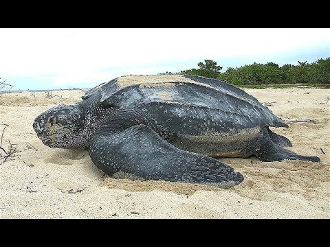 Facts: The Leatherback Sea Turtle