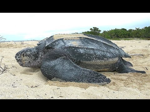 Korytnačka kožnatá (Dermochelys coriacea) — fakty o najväčšej korytnačke sveta
