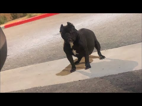 BLACK CHINA 57 DAYS PREGNANT          MICRO BULLY