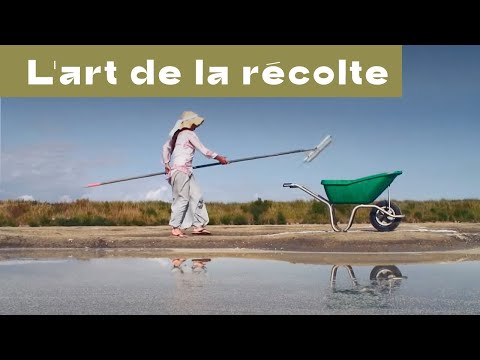 La Récolte de la Fleur de sel de Guérande
