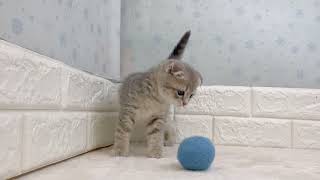 スコティッシュフォールドの動画01