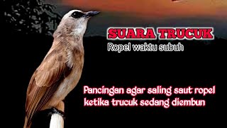 Download lagu Suara Burung Trucuk Gacor Waktu Subuh Untuk Teman Saling Saut Ropel Ketika Trucukan Diembun mp3 Download lagu Suara Burung Trucuk Gacor Waktu Subuh Untuk Teman Saling Saut Ropel Ketika Trucukan Diembun mp3