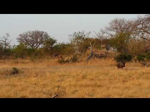 Djuma: Wildebeests and Impalas - 06:41 - 09/09/2022