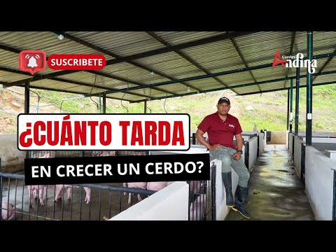 ¿Cuánto tiempo tarda en crecer un cerdo?