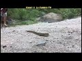 ENORME LAMPALAGUA EN EL CAMINO AL RIO PINTOS