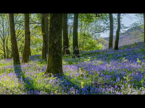 A calm spring amidst bluebells | Piano Playlist