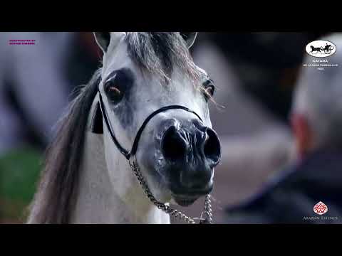 N 121 MUTABAHI AL WAAB   Katara Int  Arabian Peninsula Horse Show 2022   Colts 2 Years Old Class 5