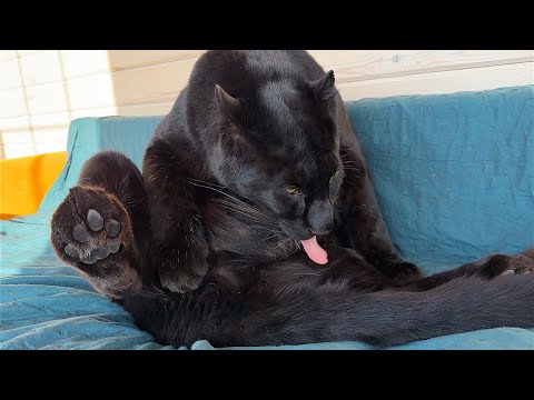 50 sleeping positions for Luna the panther / The panther turns into a dragon when hungry 😈(ENG SUB)