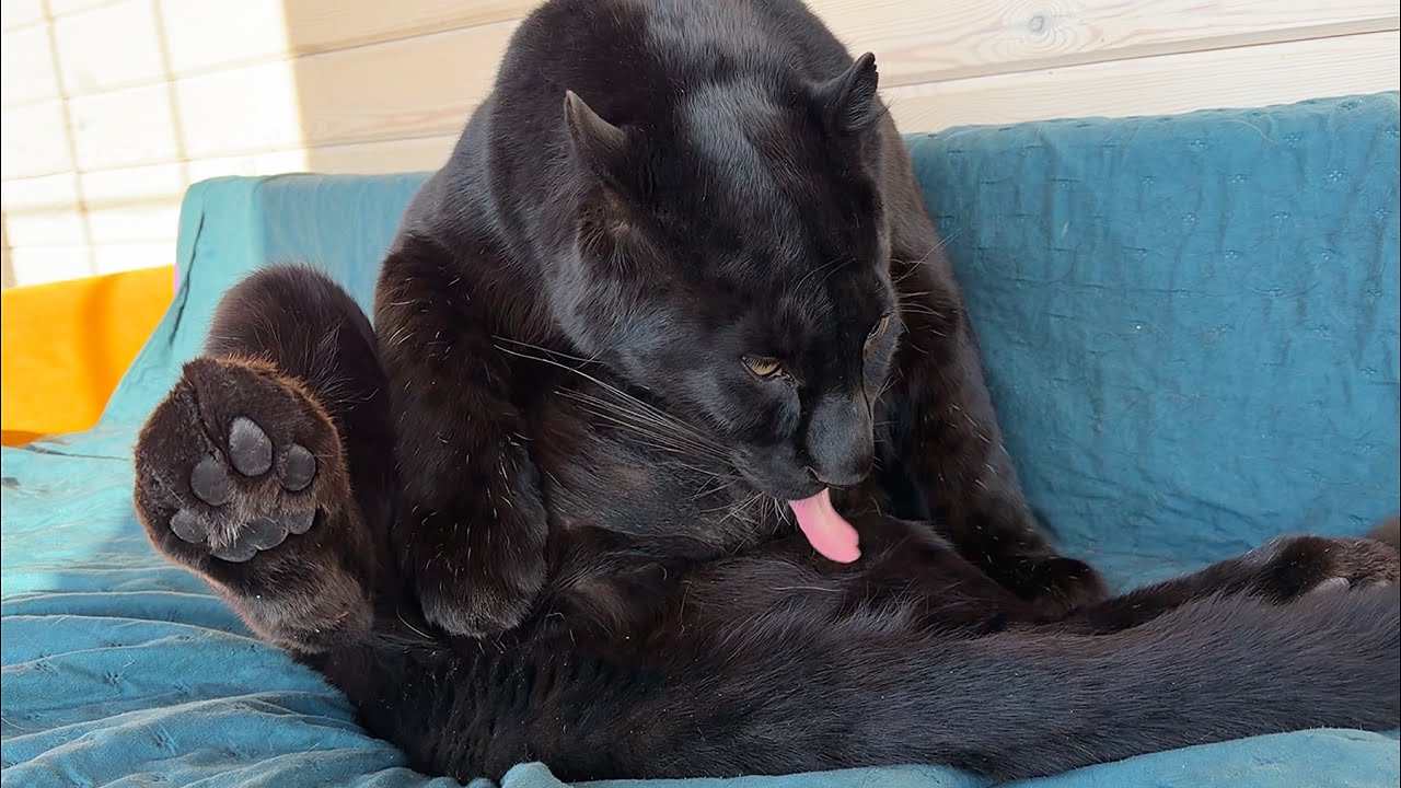 50 sleeping positions for Luna the panther / The panther turns into a dragon when hungry 😈(ENG SUB)