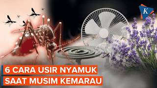 Download lagu How to Get Rid of Mosquitoes During the Dry Season Without Always Relying on Repellents mp3 Download lagu How to Get Rid of Mosquitoes During the Dry Season Without Always Relying on Repellents mp3