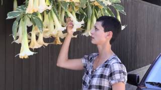 MASHUPPIECE THEATER™ PRESENTS: All that Jazz... (with Morena Baccarin)