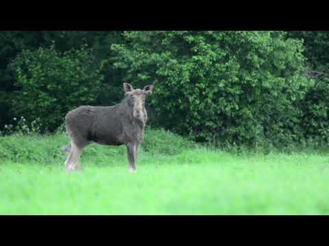 WABIENIE ŁOSIA, ŁOŚ