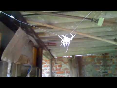 Krzyżak ogrodowy Araneus diadematus