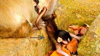 Jade Can&#39;t Stop Baby Julina Playing, Baby Julina Need Freedom Than Sucking Milk &amp; Fruit Now, Let Go