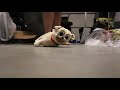 Puppy Dog Pals Destruction