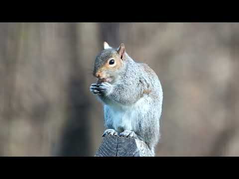 More than way to crack a nut…