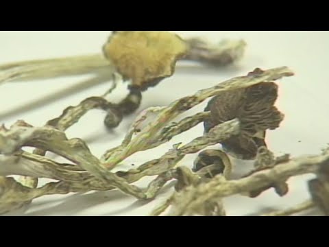 Lawmakers lobby for 'Magic Mushrooms' PTSD treatment