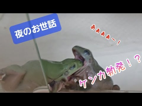 ネズミが鶏の種を食べないようにするために何ができるでしょうか?シンプルだが効果的な 8 つのヒント  庭園