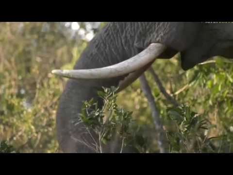 Aug 11, 2017  Sunset  -So many Elephants spread out all around Tristan