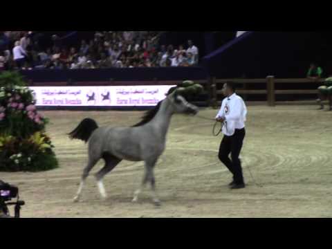The one-year-old Arabian Mares Competition at Salon du Cheval
