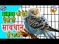 Birds FEVER Treatment Budgie Lovebirds Fever Treatment Fever Medicines Beemar Happy Budgies