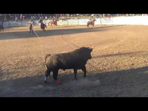 Toro la Rabia de Rancho El Garambullo en COINTZIO Michoacan