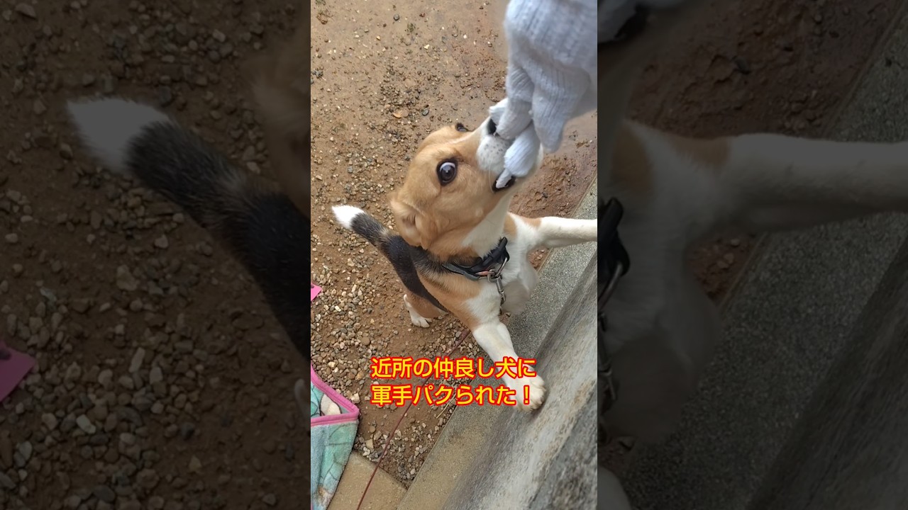 軍手とられちゃいました😄