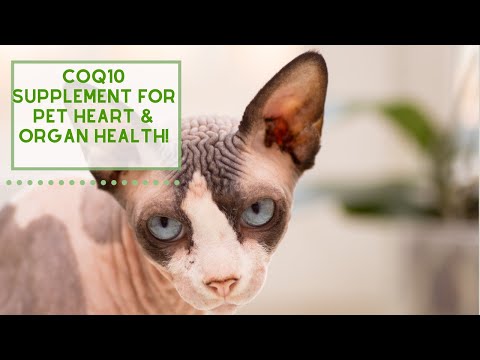 COQ10 Supplement for Pet Heart & Organ Health!