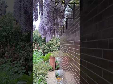 GLICINE fioriura lilla