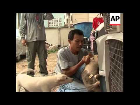 Stray dogs pack the streets of Bangkok