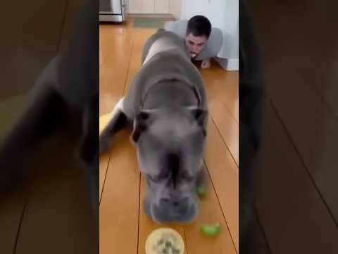 Dog or VACUUM CLEANER? 💨🐶