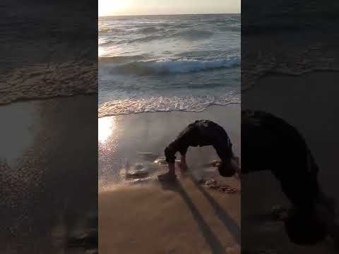 اكبر سلطعون في البحر