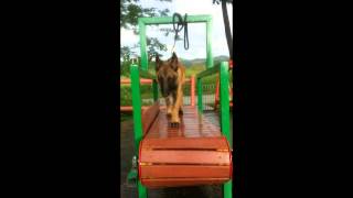 Download lagu Dog slatmill belgian malinois puppies... mp3