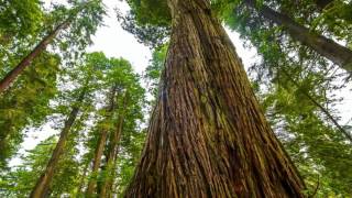 REFLEXÕES 62 - The Gift (Johann Johannsson)