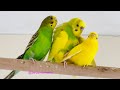 Budgies mating  (Verde the male budgie double mating with Midori and Jasperine the female budgies)