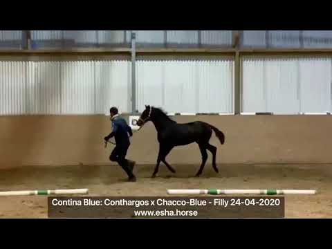 Contina Blue: Conthargos x Chacco Blue