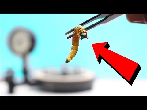 EXPERIMENT: SUPERWORM REACTION TO VACUUM!!! DOES PRAYING MANTIS PLAY MOBILE GAMES?