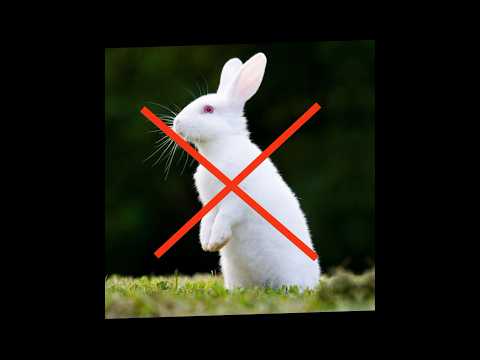 Khargosh Ko Khana Halal Hai Ya Haram 🌹 | Islamic Short #islamic #rabbit #trending #shorts