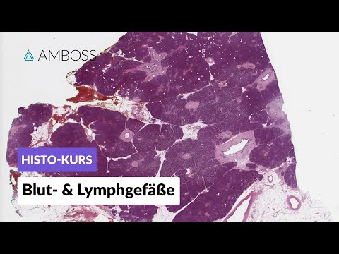 Histology of blood vessels and lymphatic vessels - Microscopic anatomy - AMBOSS Video