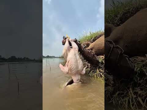 Rural sandman catching river big monster fish with whole chicken #fishnerd #grow #ytshorts