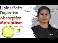 Understanding Lipid Digestion, Absorption, and Metabolism