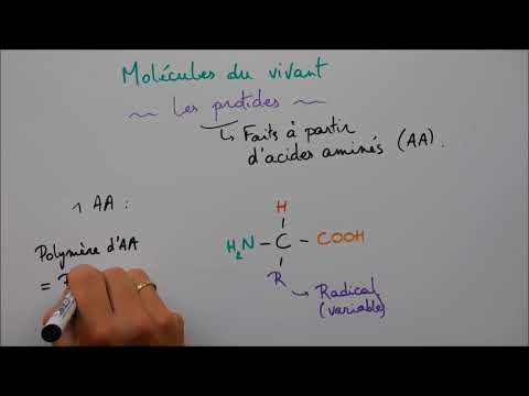 Molecules of Life 4 - Proteins